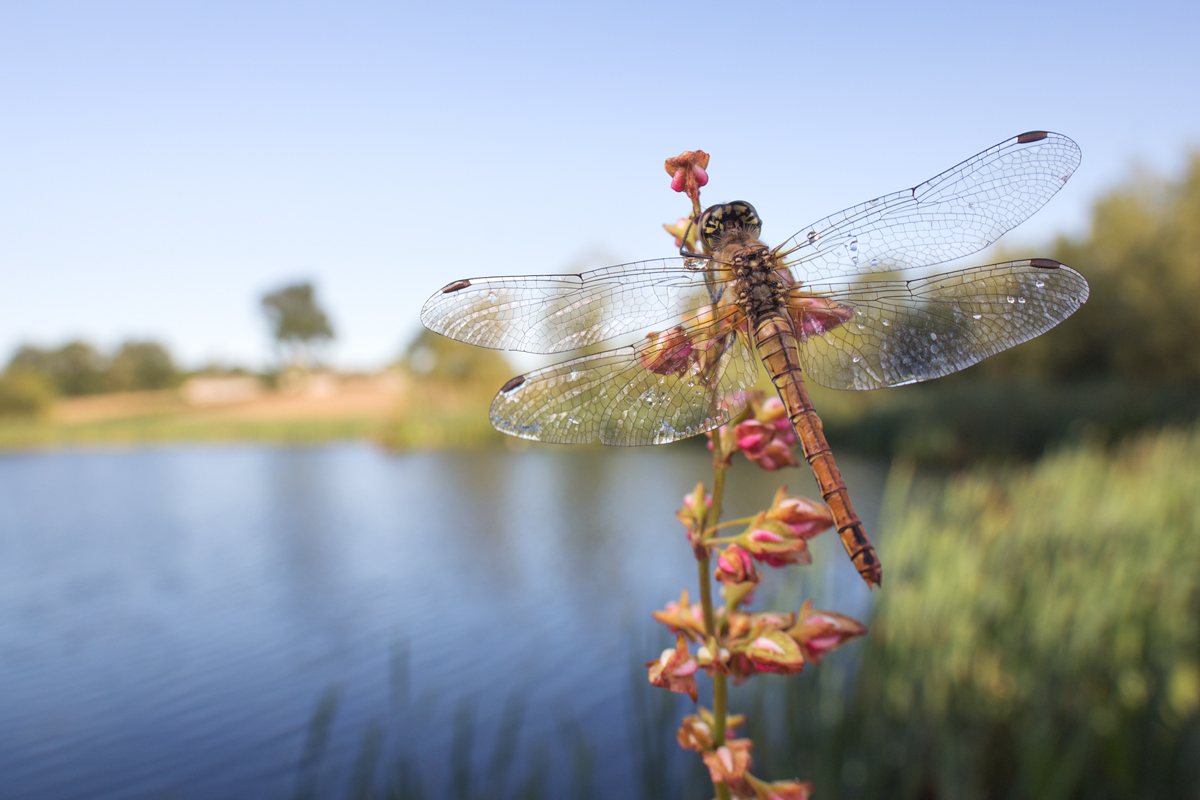 Common Darter wideangle 3